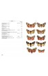 Papillons de nuit d'Europe - Volume 1 : Bombyx, Sphinx, Ecailles...