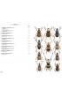 Phytophagous Beetles of Europe Tome 3