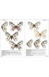 guide entomologie papillons