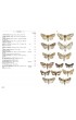 Moths of Europe - Volume 6 : Noctuids 2