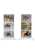 Bumblebees of Europe and neighbouring regions - Hymenoptera • 3