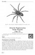 Tarantulas of the world - Volume 2