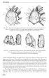 Tarantulas of the world - Volume 2