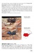 Tarantulas of the world - Volume 2