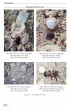 Tarantulas of the world - Volume 2