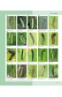 Caterpillars on oaks in central Europe